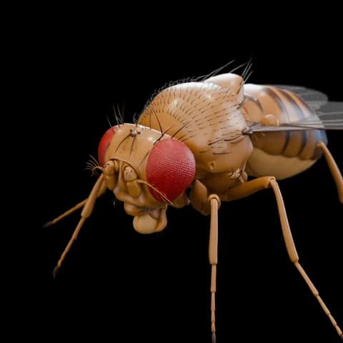 Your fly, Canton-S, wild type
